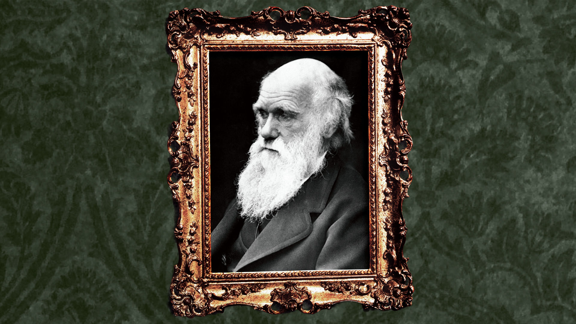 The Descent Of Darwinism Vision